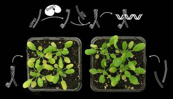 Pflanzen k�nnen bei sich selbst Burnout verhindern