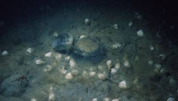 Sauerstoffkrisen in der Adria sind nicht nur vom Menschen verursacht