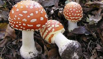 Schwammerltage im Botanischen Garten der Universit�t Wien