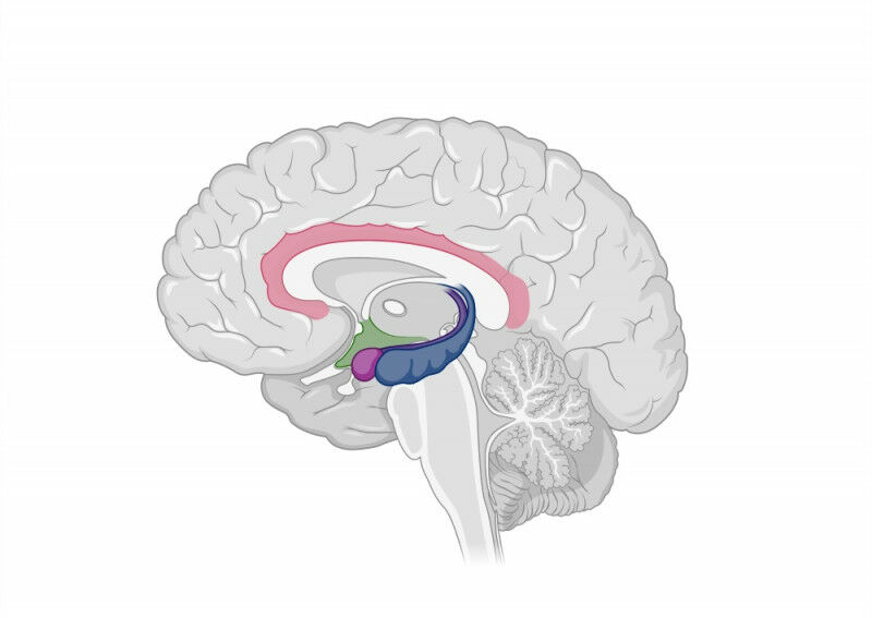 Illustration of the hippocampus. Humans and other mammals have two hippocampi (b