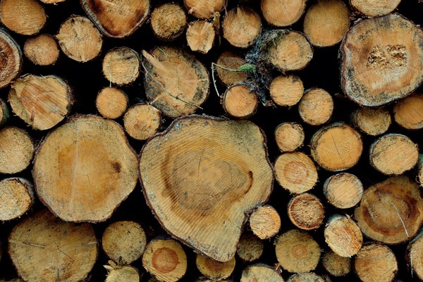 Bei Holzimporten liegt �sterreich - nach China - weltweit im Spitzenfeld. Foto: 