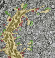 Synapsen auf den Punkt gebracht