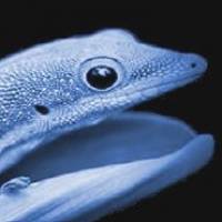 The Blue Economy - Wirtschaften im Einklang mit dem Blauen Planeten