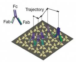 Treu und untreu zugleich: �ber das Beziehungsleben von Antik�rpern