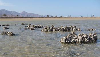 Tropische Invasionen im Mittelmeer: Welche Arten sind erfolgreich?
