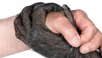 Verhaltensforscher Frans de Waal an der Universität Wien