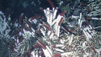 Von Wurm zu Wurm: Der Kreislauf von Schwefelbakterien in der Tiefsee