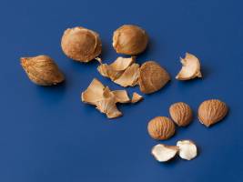 Vorsicht bei Marillenkernen